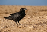 Krkavec velky - Corvus corax - Common Raven o2716